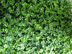 cỏ nhân tạo