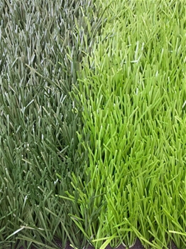 Cỏ Sân Bóng APD3,Cao 50mm ,Sợi cỏ kim cương,