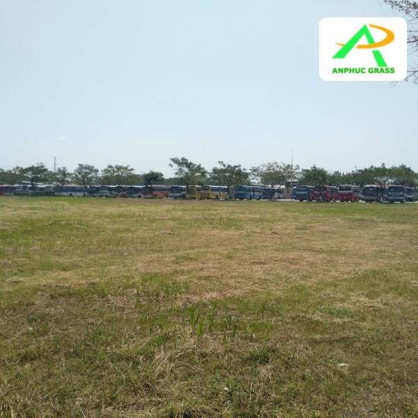 keo dán cỏ nhân tạo