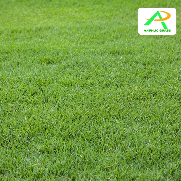 cỏ nhân tạo golf