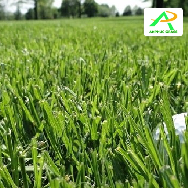 cỏ nhân tạo golf