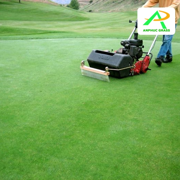 cỏ nhân tạo golf