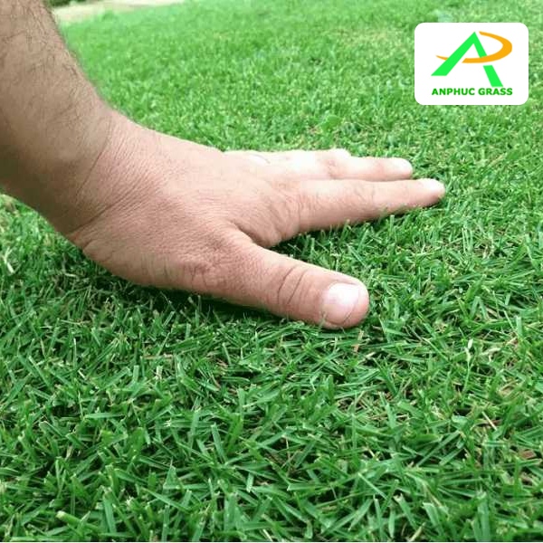 cỏ nhân tạo golf