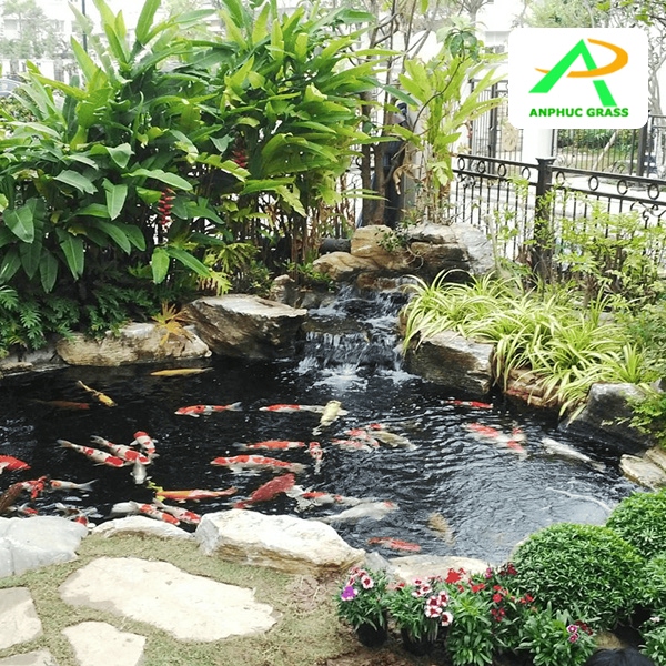 Cỏ nhân tạo cho hồ cá koi